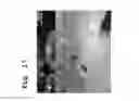 Fig. 22 - LONG-TERM PRESERVATION AND NOVEL APPLICATION OF CHLOROUS ACID AQUEOUS SOLUTION FORMULATION