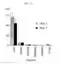 Fig. 20 - Zirconium-89 oxine complex as a cell labeling agent for positron emission tomography