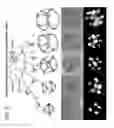Fig. 12 - NUCLEIC ACID POLYHEDRA FROM SELF-ASSEMBLED VERTEX-CONTAINING FIXED-ANGLE NUCLEIC ACID STRUCTURES