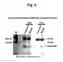 Fig. 06 - Materials and methods for producing cleaved, HIV-1 envelope glycoprotein trimers
