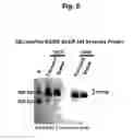 Fig. 07 - Materials and methods for producing cleaved, HIV-1 envelope glycoprotein trimers
