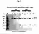 Fig. 08 - Materials and methods for producing cleaved, HIV-1 envelope glycoprotein trimers