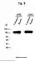 Fig. 09 - Materials and methods for producing cleaved, HIV-1 envelope glycoprotein trimers