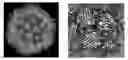 Fig. 01 - Compositions and methods for treating, including preventing, parvovirus infections and related diseases