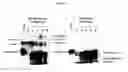 Fig. 08 - Methods and compositions comprising tau oligomers
