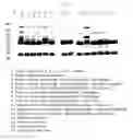Fig. 04 - Method for purifying immunoglobulin