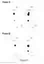 Fig. 02 - Antibodies specific for hyperphosphorylated tau and methods of use thereof
