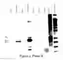 Fig. 04 - Antibodies specific for hyperphosphorylated tau and methods of use thereof