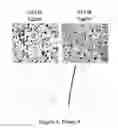 Fig. 09 - Antibodies specific for hyperphosphorylated tau and methods of use thereof