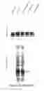 Fig. 28 - Antibodies specific for hyperphosphorylated tau and methods of use thereof