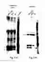 Fig. 23 - Agents, uses and methods for the treatment of synucleinopathy