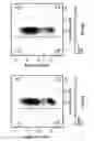 Fig. 79 - DEFINED COMPOSITION GENE MODIFIED T-CELL PRODUCTS