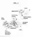 Fig. 02 - Nucleic acids encoding antibody polypeptides that antagonize CD40