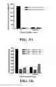 Fig. 04 - Nucleic acids encoding antibody polypeptides that antagonize CD40