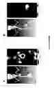Fig. 28 - NUCLEIC ACIDS ENCODING HUMAN ANTIBODIES TO SIALYL-LEWIS A