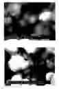 Fig. 01 - STABILIZED NANOPARTICLES AND DISPERSIONS OF THE STABILIZED NANOPARTICLES AND METHODS OF APPLICATION