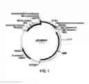 Fig. 02 - COMPOSITIONS AND PROCESSES FOR IMPROVING PROPERTIES OF FILLERS