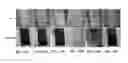 Fig. 64 - Slippery surfaces with high pressure stability, optical transparency, and self-healing characteristics