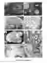 Fig. 03 - Biomatrix scaffolds