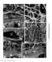 Fig. 05 - Biomatrix scaffolds