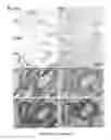 Fig. 07 - Biomatrix scaffolds