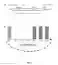 Fig. 09 - GENETICALLY MODIFIED MESENCHYMAL STEM CELLS THAT EXPRESS AN EXOGENOUS CYTOTOXIC PROTEIN