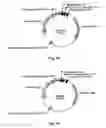 Fig. 07 - 7Beta-hydroxysteroid dehydrogenase mutants and process for the preparation of ursodeoxycholic acid