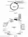 Fig. 08 - 7Beta-hydroxysteroid dehydrogenase mutants and process for the preparation of ursodeoxycholic acid