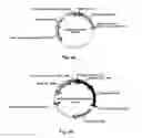 Fig. 09 - 7Beta-hydroxysteroid dehydrogenase mutants and process for the preparation of ursodeoxycholic acid