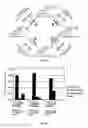 Fig. 22 - 7Beta-hydroxysteroid dehydrogenase mutants and process for the preparation of ursodeoxycholic acid