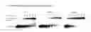 Fig. 17 - Phi29 DNA polymerase mutants having increased thermostability and processivity