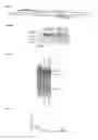 Fig. 04 - Methods and products for expressing proteins in cells