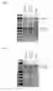 Fig. 07 - Methods and products for expressing proteins in cells