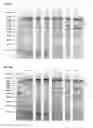 Fig. 10 - Methods and products for expressing proteins in cells