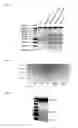 Fig. 13 - Methods and products for expressing proteins in cells
