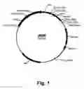 Fig. 02 - Filamentous fungal host cell for producing multiple recombinant polypeptides