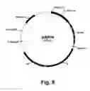 Fig. 09 - Filamentous fungal host cell for producing multiple recombinant polypeptides