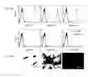 Fig. 28 - Modified Caspase polypeptides and uses thereof