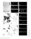 Fig. 32 - Modified Caspase polypeptides and uses thereof