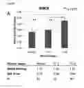 Fig. 02 - Dual targeting antisense oligonucleotides as apoptotic inhibtor therapeutic compostions and methods for their use in the treatment of cancer