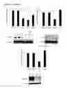 Fig. 07 - Dual targeting antisense oligonucleotides as apoptotic inhibtor therapeutic compostions and methods for their use in the treatment of cancer