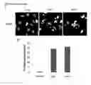 Fig. 10 - Dual targeting antisense oligonucleotides as apoptotic inhibtor therapeutic compostions and methods for their use in the treatment of cancer