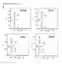 Fig. 11 - Dual targeting antisense oligonucleotides as apoptotic inhibtor therapeutic compostions and methods for their use in the treatment of cancer