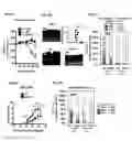 Fig. 03 - DDX5 AND ASSOCIATED NON-CODING RNAs AND MODULATION OF TH17 EFFECTOR FUNCTION