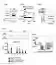 Fig. 06 - DDX5 AND ASSOCIATED NON-CODING RNAs AND MODULATION OF TH17 EFFECTOR FUNCTION