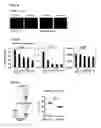 Fig. 12 - DDX5 AND ASSOCIATED NON-CODING RNAs AND MODULATION OF TH17 EFFECTOR FUNCTION