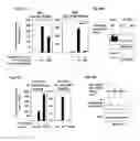 Fig. 15 - DDX5 AND ASSOCIATED NON-CODING RNAs AND MODULATION OF TH17 EFFECTOR FUNCTION