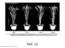 Fig. 14 - NOVEL USE OF A DENSE AND ERECT PANICLE 1 GENE IN IMPROVING NITROGEN UTILIZATION EFFICIENCY
