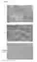 Fig. 04 - Transgenic plants expressing a pH-sensitive nitrate transporter