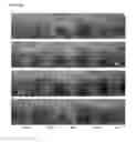 Fig. 05 - Transgenic plants expressing a pH-sensitive nitrate transporter